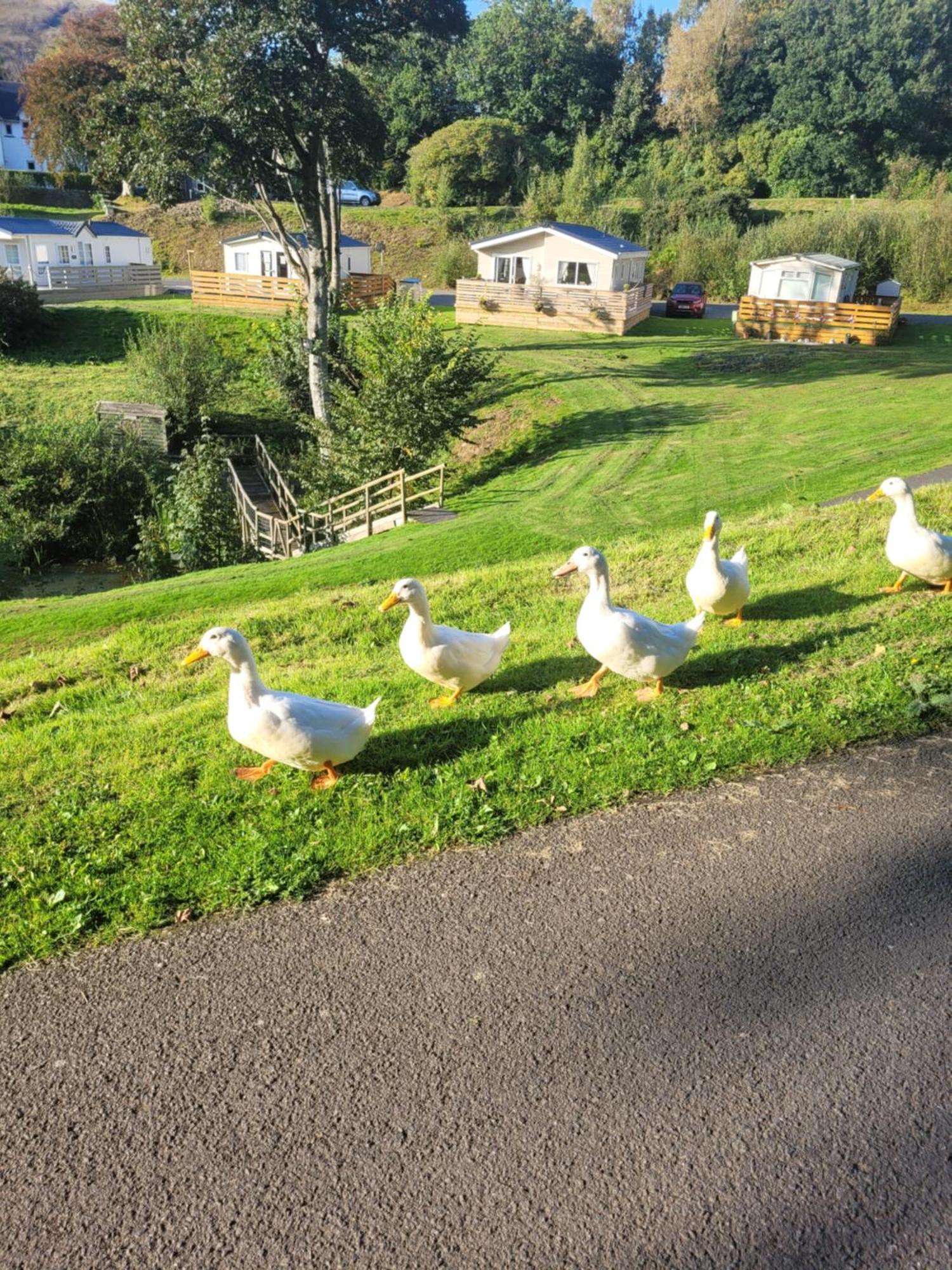 The Sunny Bunny Holiday Home Ballantrae Екстер'єр фото